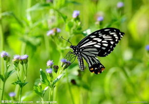 你知道蝴蝶为什么那么漂亮么 原因竟然是 食色性也 