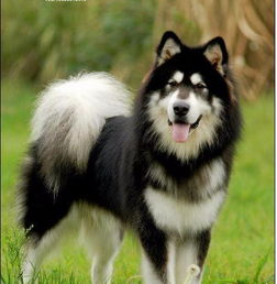 图 威武,高贵气质雪橇犬 专业繁殖纯种十字脸阿拉斯加 成都宠物狗 