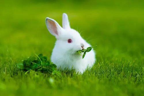 养兔经验分享 兔子能吃熟玉米吗 兔子吃可以不可以吃熟玉米