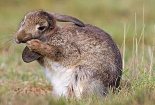兔子的爪子有什么用 他是食草动物呀 