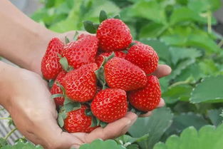 草莓品种排名前十草莓品种排行榜,草莓品种排名前十？