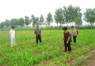 怎么打除草剂,才能让地里不长草,还不伤玉米苗呢 看这里