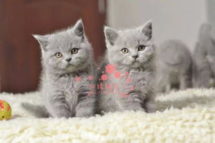 南京宠物 南京哪里的蓝猫较便宜 纯种蓝猫一般卖多少钱一只