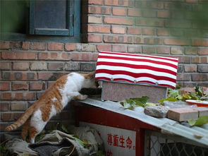 铲屎官为帮助流浪猫们,尽力搭建数百个移动猫窝,深受猫咪喜爱