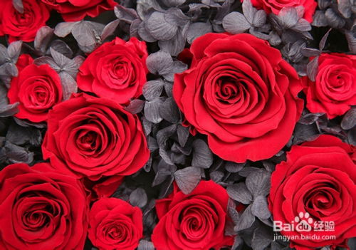 红玫瑰花语是什么,红玫瑰花语：热情、爱、尊重与浪漫