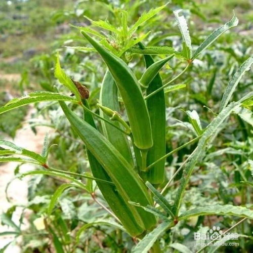 黄秋葵的种植时间和方法,黄秋葵种