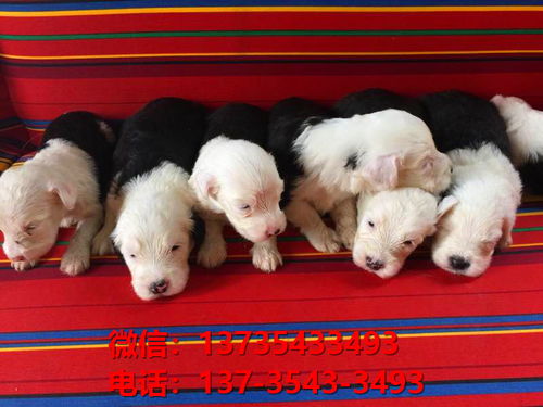 上海宠物狗犬舍出售纯种古牧幼犬宠物狗市场在哪里卖狗狗场领养