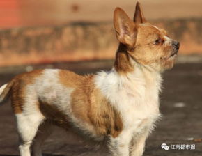 大型犬扑向 3 岁女童 九江已禁止犬只进公共场所