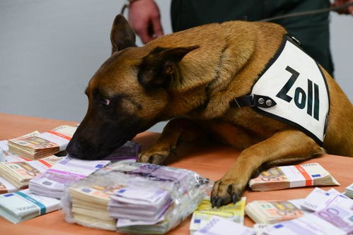 这就是钱钱的味道 嗅闻犬嗅出乘客非法携带的25万欧元现金