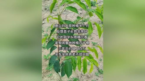 唐山刘大哥种植半个月反馈苗子长势非常好它的名字叫奇楠沉香家有闲置地种植百十棵三年后价值上百万...