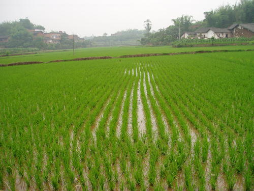 雨水连连,田间积水严重,涝后水稻该如何管理