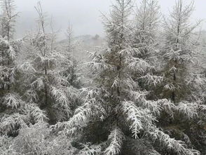 北京今天都下雪了 秋天到底去哪儿了