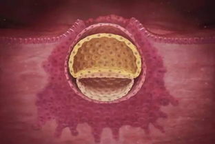 试管胚囊什么意思,试管胚囊：生命的奇迹，科技的骄傲