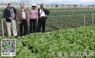 春季蔬菜如何种植,春季蔬菜种植技术要点