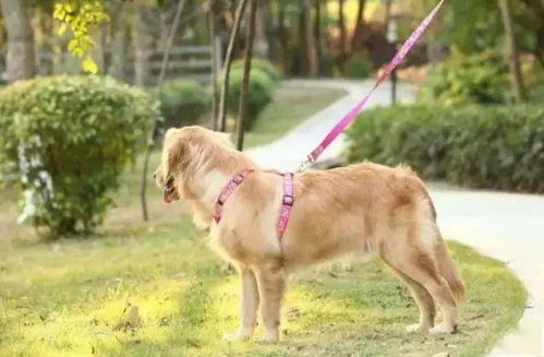 中心城区犬类专项整治行动正在进行中