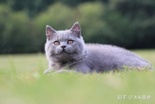 请问上海的CFA正规猫舍怎么样 