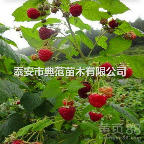 树莓苗品种介绍种植技术 文章阅读中心 急不急图文 Jpjww Com