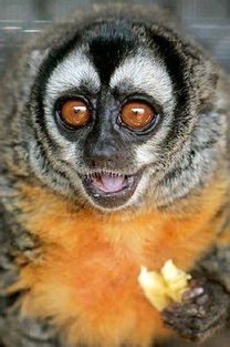 巴西夜猴 搜狗百科 