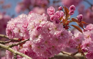 四月海棠花似海是什么意思？