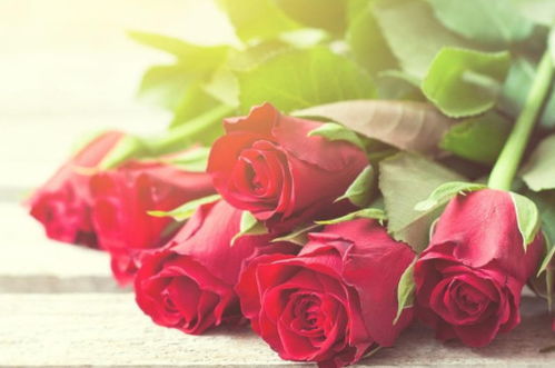 红玫瑰花语代表什么,爱情和热情。