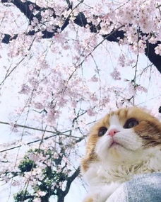 樱花和猫 仿佛整个世界都温柔了下来
