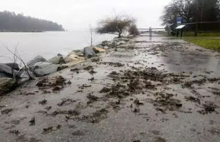 惊呆了,大水淹了温哥华 Stanley Park一半沉入水中