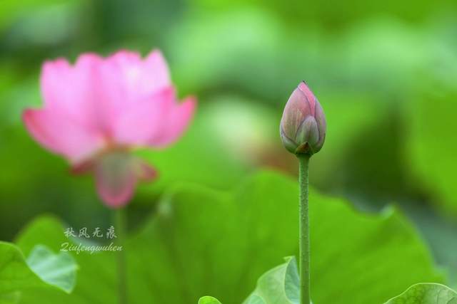 关于雨后清新的句子朋友圈