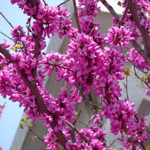 盆栽紫荆花怎么养,紫荆花盆栽的养殖方法和注意事项