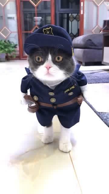 这是我见过最萌的喵星人,黑猫警长来袭哦 