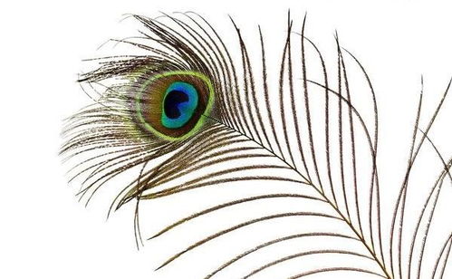 孔雀羽毛不仅寓意深刻,还与风水有密切联系