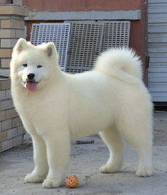 萨摩耶俱乐部 萨摩耶幼犬多少钱一只 萨摩耶图片