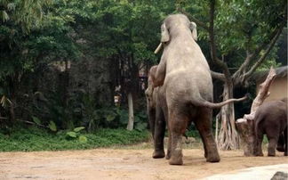 实拍大象逞强与犀牛交配 发情动物干出的荒唐事 组图