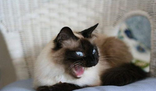 表情 暹罗猫能和人睡觉吗,暹罗猫的优点和缺点 暹罗猫 猫 猫咪 新浪网 表情 