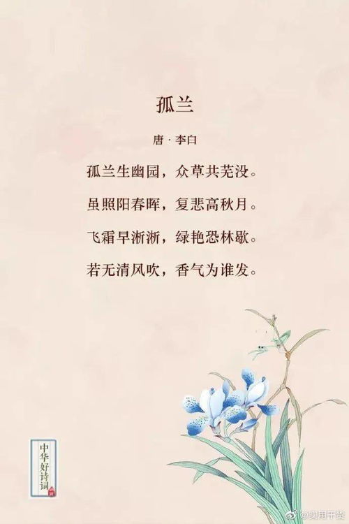 关于花的现代诗配画