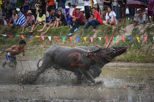 泰国举办传统水牛赛跑 选手驾牛泥地狂奔