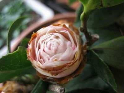 芙蓉花叶子干焦怎么办呢,芙蓉花叶