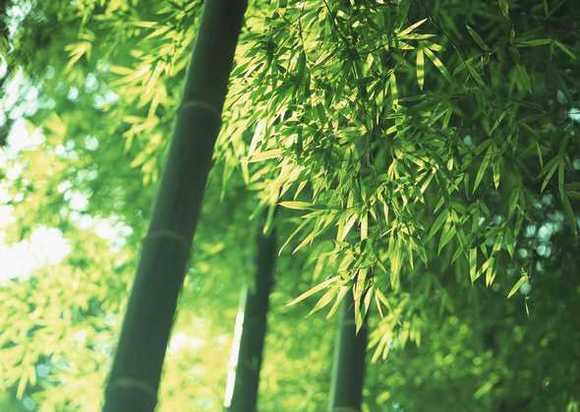 植物风水,如何利用竹子给家庭增运 