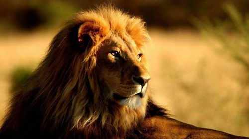 为什么狮子脸上经常可见满脸的苍蝇,而老虎脸上却时常干干净净