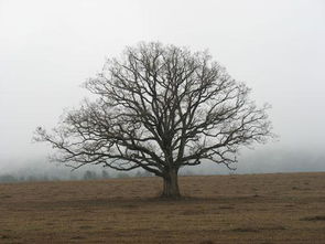 白栎是什么树,揭秘白栎：普通树中的自然宝藏