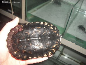 斑点池龟的斑点池龟 
