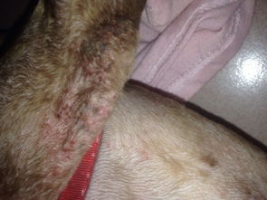 我家狗狗皮肤有白色皮屑 红点 严重的地方烂了 冒浓水 很痒 老是挠 这是什么病 