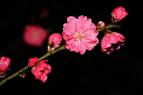 红艳桃花1朵女命图片