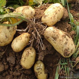 土豆种植过程,土豆种植过程图片