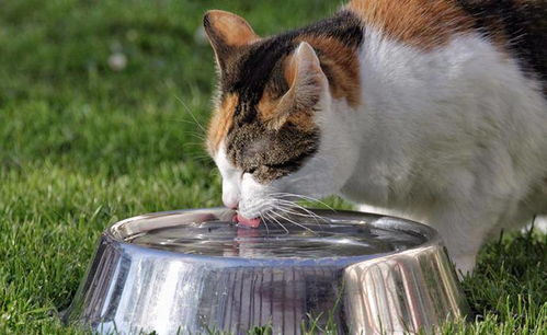 猫不尿吃呋塞米管用吗