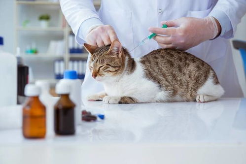 猫多久打一次疫苗