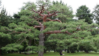 松树属于陆生植物和木本植物,松树