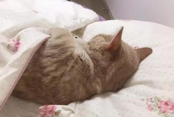原来猫主子要不要和你一起睡,只是一个枕头的区别 