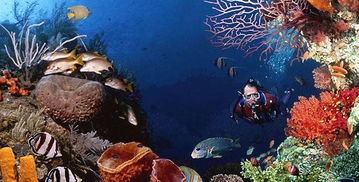 上海海洋水族馆旅游攻略,标题：上海海洋水族馆旅游攻略