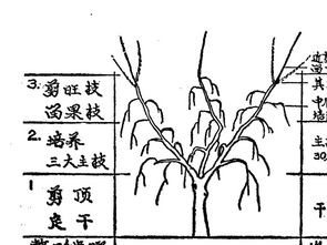 枸杞修剪的好方法 三主枝开心形