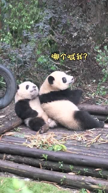 熊猫知道自己的名字吗 大熊猫 